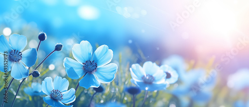 Flores azuis desabrochando com iluminação azul no campo - Papel de parede macro