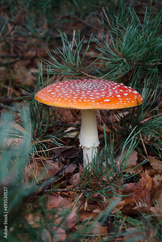 Fly agaric under a pine branch in the forest © Olga Spasionnikova