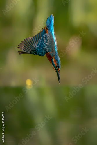 Diving Common European Kingfisher (Alcedo atthis) in the Netherlands. Green bokeh background. 