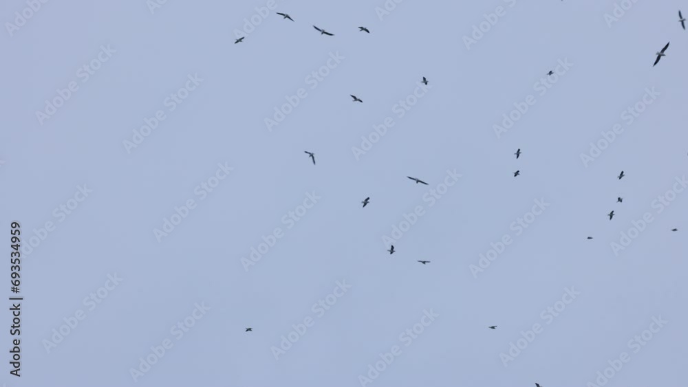 formation of seagulls flying in the cloudy winter sky. formation of seagulls flying in the cloudy winter sky.