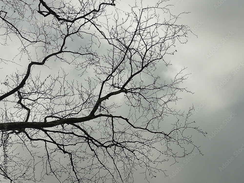 Fototapeta premium Harmony of tree branches and sky in winter.