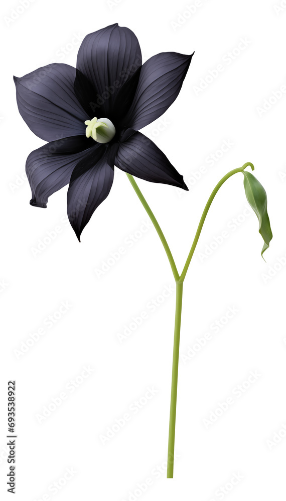 black bat flower isolated on white background