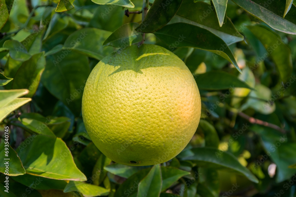 Green grapefruit with leaves on a tree in a fruit garden.