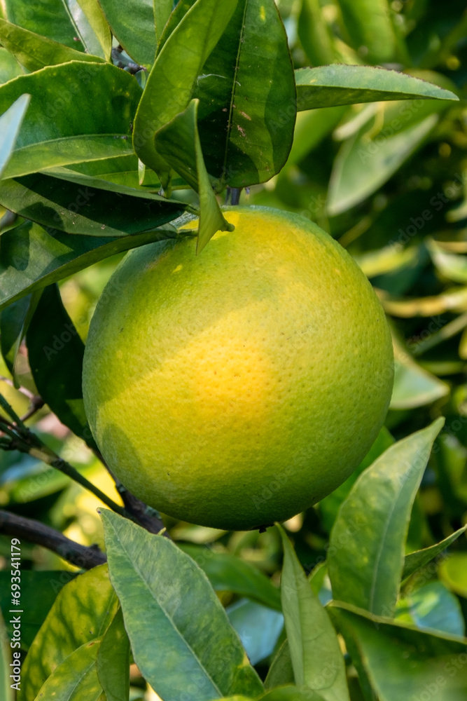 Ripe green grapefruit on the tree in the orchard.