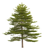 isolated pine tree