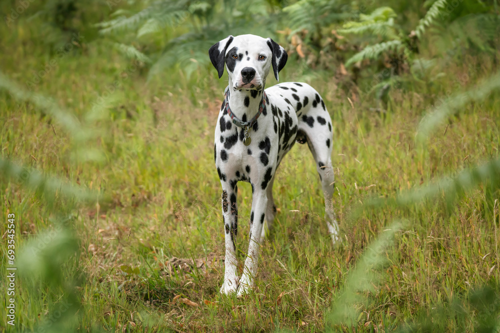 Young Dalmatian Dog standing and looking towards the camera ina forest