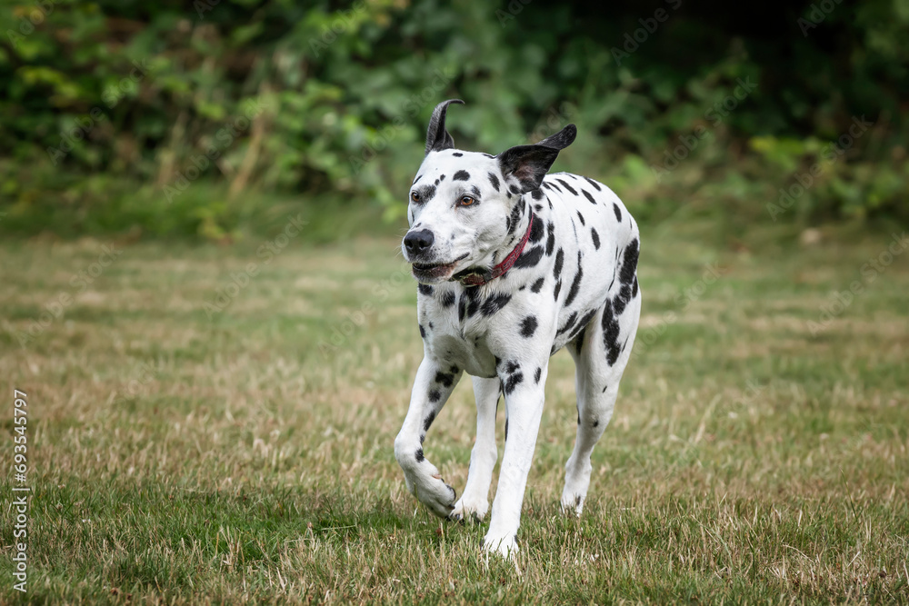 Dalmatian Dog running from right to left with black ears up