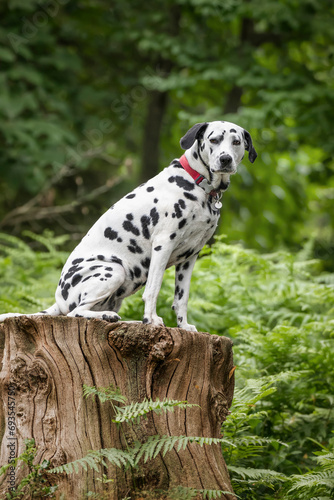 Dalmatian Dog sitting on a tree stump in the forest
