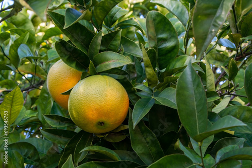 Ripe orange fruit on the tree in the garden on a summer day