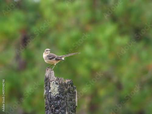 Northern Mockingbird, Mimus polyglottos, perched on a tree stump against a forest background with copy space. photo