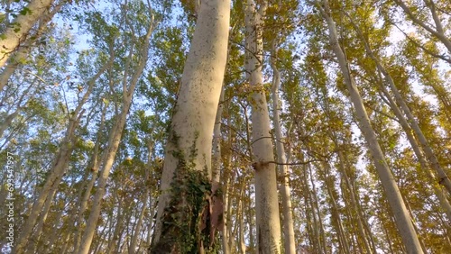 Hyperlapse, Camera moving forwards between Platan trees, slowly growing up showing crowns of trees on blue sky background at sunset, Parque de la Devesa de Girona, Spa photo