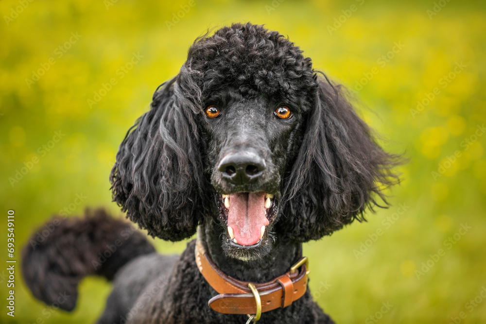 Black Standard Poodle close up in a meadow of yellow flowers with a very happy face Black Standard Poodle close up in a meadow of yellow flowers with a very happy face