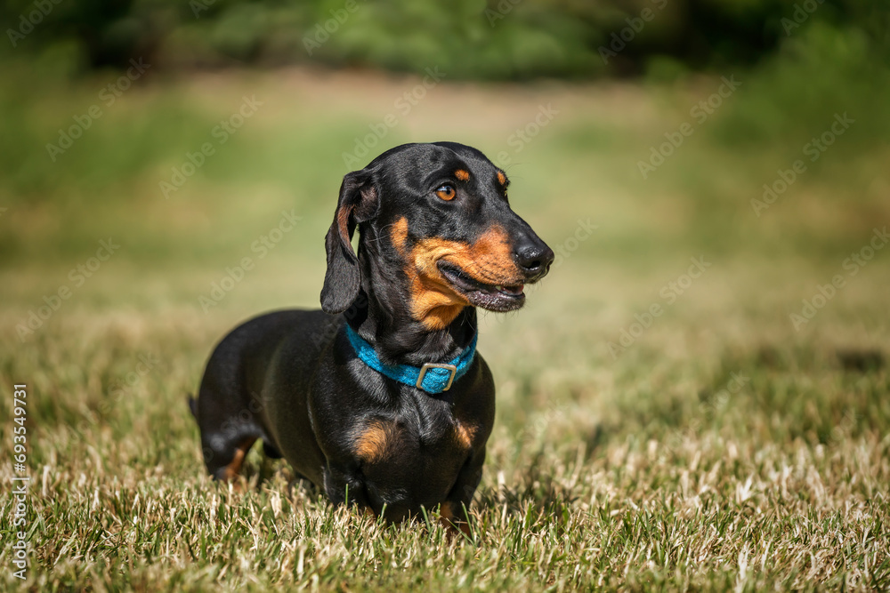 Black and Tan Dachshund close up looking to the right in a field Black and Tan Dachshund close up looking to the right in a field