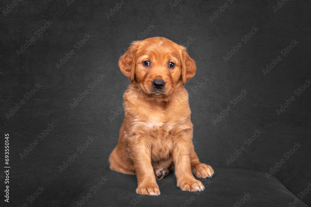 Golden Retriever Puppy sitting in a studio portrait with black fine art background Golden Retriever Puppy sitting in a studio portrait with black fine art background