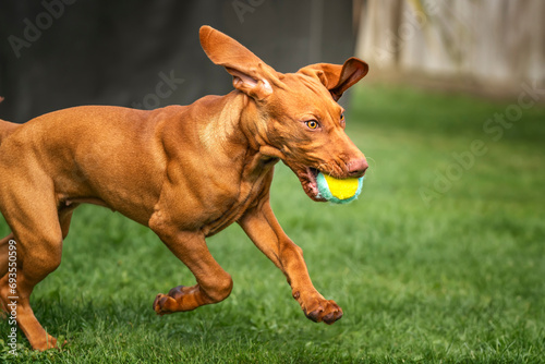Vizsla puppy dog running with a ball in her mouth in the garden