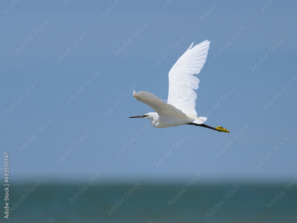 Obraz premium A Little Egret flying over the beach