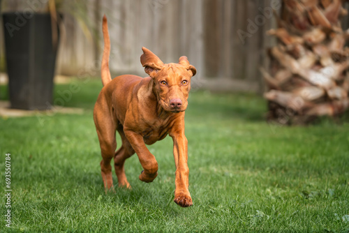 Vizsla puppy dog running towards the camera in the garden