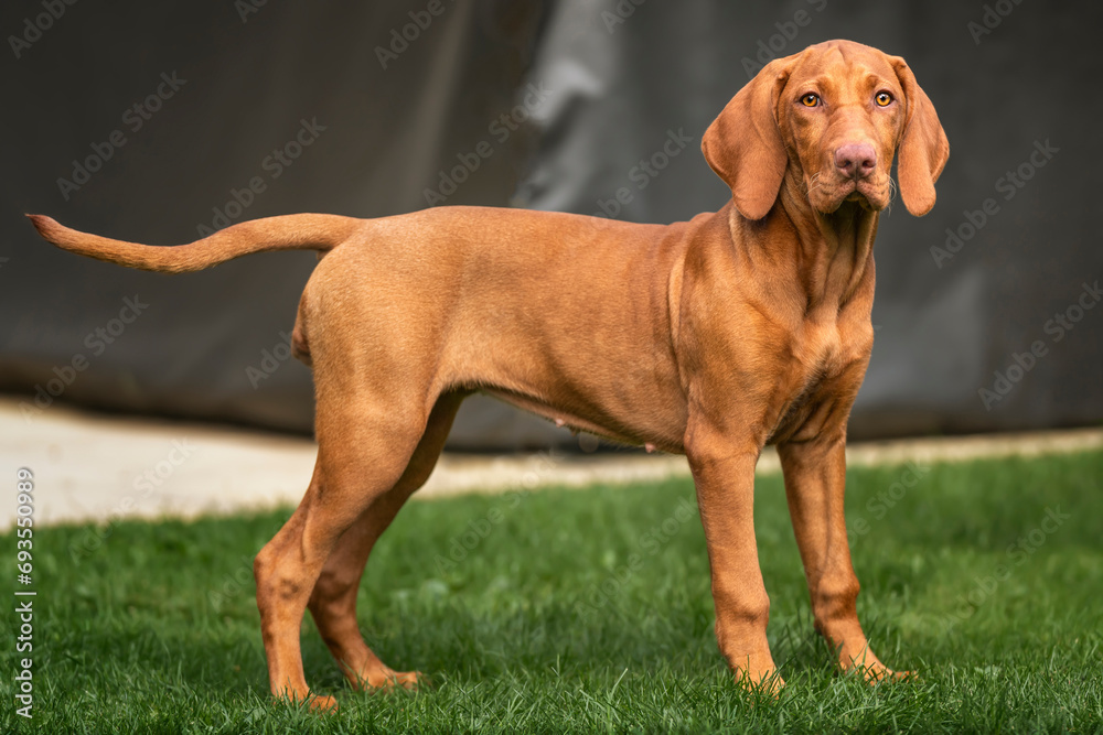Vizsla dog looking directly at the camera Vizsla dog looking directly at the camera