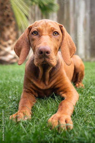 Vizsla puppy dog looking directly at the camera laying in the garden