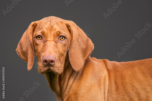 Wallpaper Mural Vizsla dog looking directly at the camera Torontodigital.ca