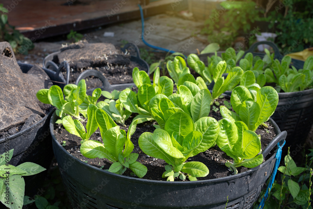 Backyard vegetable garden. Cos Lettuce grown in large plastic baskets made from recycled soil mix. Backyard vegetable garden. Cos Lettuce grown in large plastic baskets made from recycled soil mix.