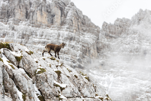 Baby of an Alpine Ibex - Capra Ibex - Descending on a Difficult Terrain of Rocky High Mountains in European Alps