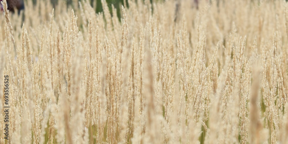 Close up of an ornamental cereal plant field (calamagrostis stricta, known as slim-stem small reed grass or narrow small-reed) with blurred foregound and background and focused middleground Close up of an ornamental cereal plant field (calamagrostis stricta, known as slim-stem small reed grass or narrow small-reed) with blurred foregound and background and focused middleground
