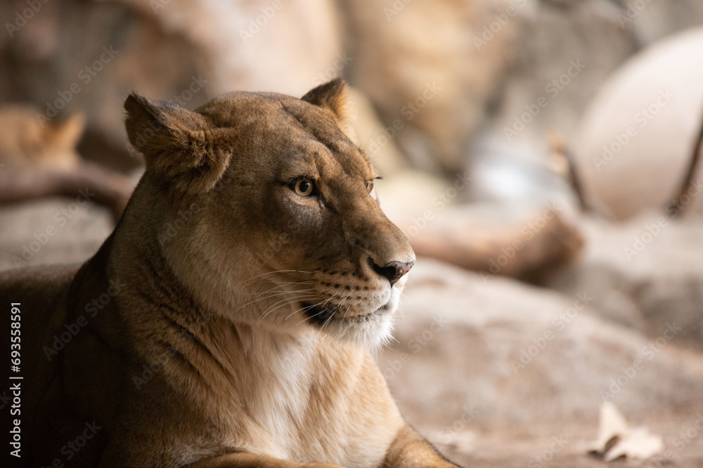 Obraz premium Lioness