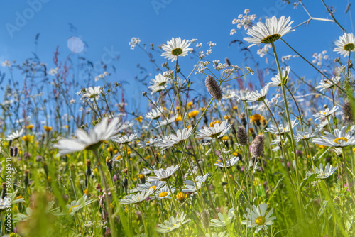 Fototapeta Naklejka Na Ścianę i Meble -  Chamomile flower field. Camomile in the nature. Field of camomiles at sunny day at nature. Camomile daisy flowers in summer day. Chamomile flowers field background in sun light