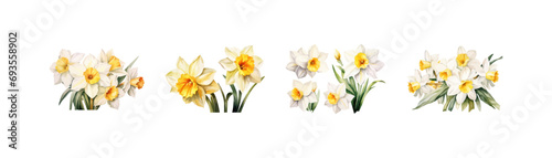 Watercolor narcissus clipart for graphic resources. Vector illustration design. photo