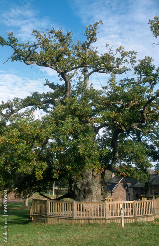 Chêne à Guillotin , arbre millenaire, Quercus robur, légende de Merlin, Forêt de Broceliande, 56, Morbihan, France photo