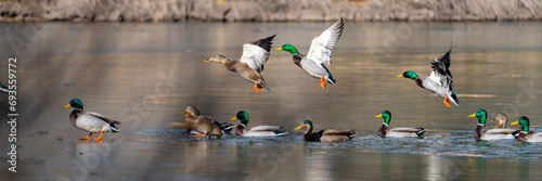 Wild Ducks and Waterfowl in Northern Arizona. Birds stopping through for winter.