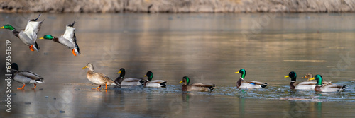 Wild Ducks and Waterfowl in Northern Arizona. Birds stopping through for winter. photo