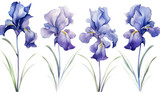 Nature iris purple blooming flowers plant floral spring blossom background watercolor summer