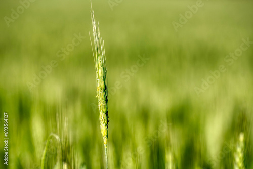 Natural plant background of fluffy spikes of green barley grass photo