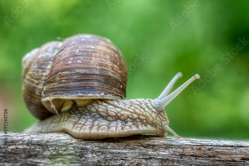 Helix pomatia also Roman snail or burgundy snail