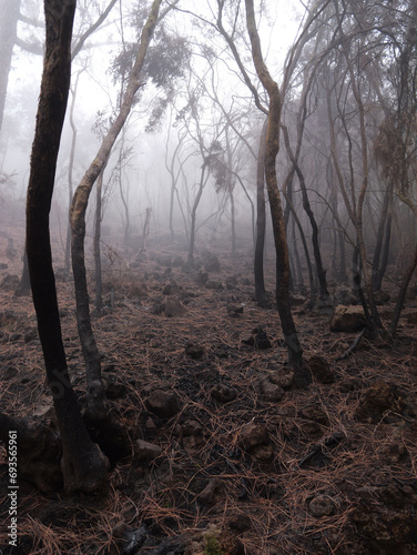 the abandoned destroyed forest in the fog