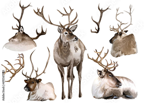 Deers watercolor clipart © Julia