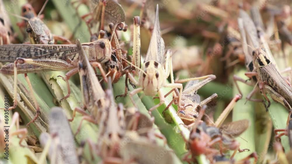 Grasshoppers (Locust, Patanga) eating green grass and interbreed. Scene of insects life in the organic farm. Animal with nature and environmental concept. Grasshoppers (Locust, Patanga) eating green grass and interbreed. Scene of insects life in the organic farm. Animal with nature and environmental concept.