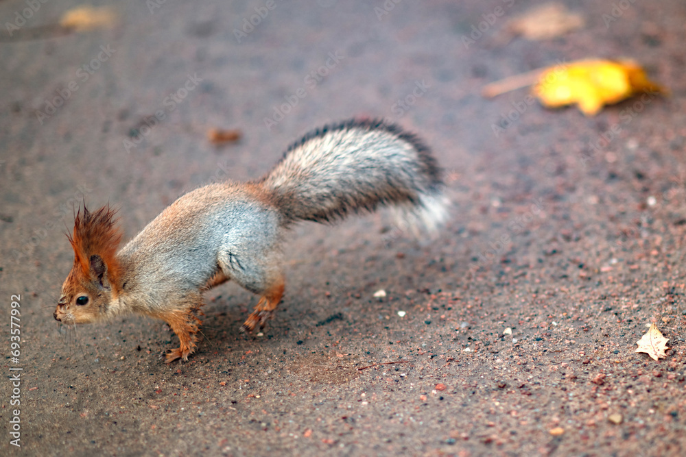 Red squirrel in the autumn forest in its natural habitat . Portrait of a squirrel close up. The forest is full of rich warm colors. Red squirrel in the autumn forest in its natural habitat . Portrait of a squirrel close up. The forest is full of rich warm colors.