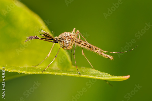 Male mosquito resting on a leaf with green blurred background and copy space