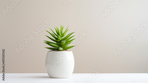 Green succulent in a minimalist white vase, Gray background, Copy space, Generative AI