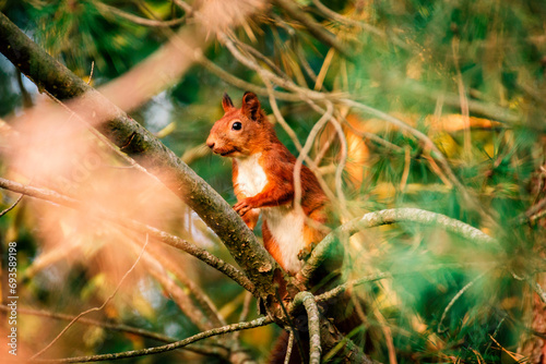 Bystra dzika wiewiórka na drzewie w parku © Karol Stankiewicz