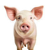 Country pig face shot isolated on white or transparent background