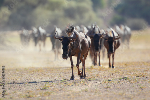 Herd of wildebeest walking in a line, kicking up dust in the desert