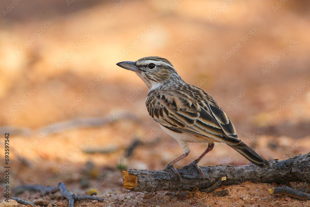 Sabota lark standing on the ground Sabota lark standing on the ground