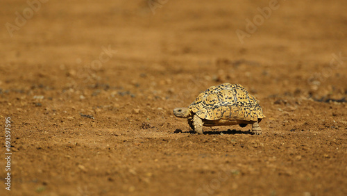 Lonely leopard tortoise walking in Kalahari Desert