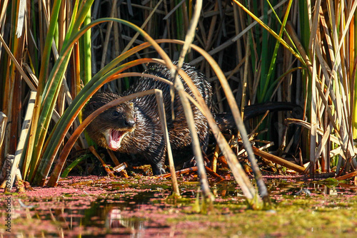 Schilderij op canvas Water mongoose with open mouth