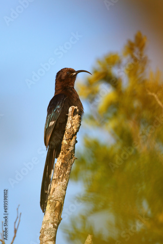 Scimitarbill bird perched on tree branch