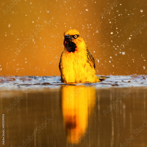 Bilde på lerret Spectacled weaver taking a bath with splashing
